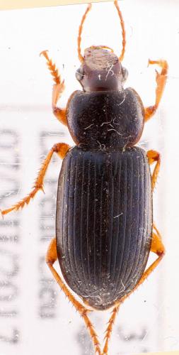 Réf. 276 733 : Ophonus ardosiacus